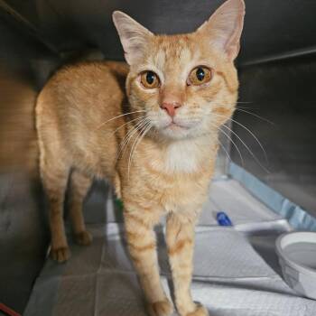 CheddarMac -  Domestic Short Hair Cat for Adoption in Mount Vernon, Arkansas - CheddarMac | PetCurious