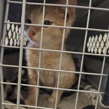 Domestic Short Hair Cats Available for Adoption - Triscuit | PetCurious