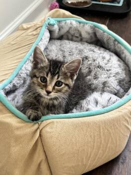 Jersey Shore -  Domestic Short Hair Cat for Adoption in Rossville, Tennessee - Jersey Shore | PetCurious