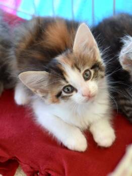 Farah -  Domestic Long Hair and Calico Cat for Adoption in Montgomery, Texas - Farah | PetCurious