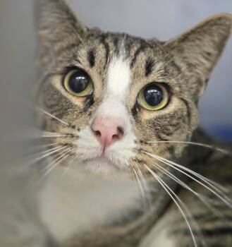 JERSEY MIKES -  Domestic Short Hair Cat for Adoption in Fernandina Beach, Florida - JERSEY MIKES | PetCurious