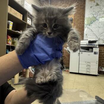Ellie -  Domestic Medium Hair Cat for Adoption in Birmingham, Alabama - Ellie | PetCurious