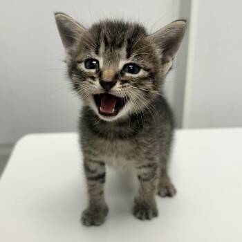 Chaco -  Domestic Short Hair Cat for Adoption in Abilene, Texas - Chaco | PetCurious
