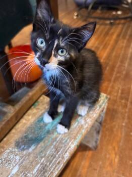 Tinkerbell -  Manx Cat for Adoption in Wilmington, North Carolina - Tinkerbell | PetCurious