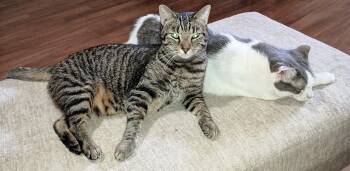 MANNY -  Domestic Short Hair Cat for Adoption in Ridgeland, Mississippi - MANNY | PetCurious