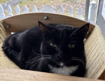 Jillian -  Domestic Short Hair Cat for Adoption in Raymond, Washington - Jillian | PetCurious