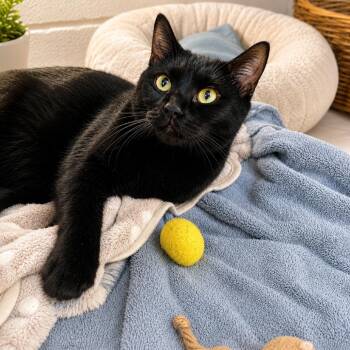 Domestic Short Hair Cats Available for Adoption in Hopkinton, Massachusetts - Sanji | PetCurious