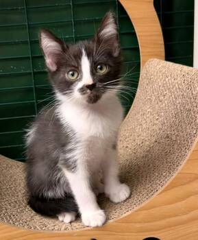 Rescue Domestic Short Hair Cats for Adoption in Mission Viejo, California - Brockley And Marlowe | PetCurious