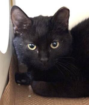 BEETLE -  Domestic Short Hair Cat for Adoption in Dedham, Massachusetts - BEETLE | PetCurious