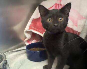 JANE GOODALL -  Domestic Short Hair Cat for Adoption in Palo Alto, California - JANE GOODALL | PetCurious