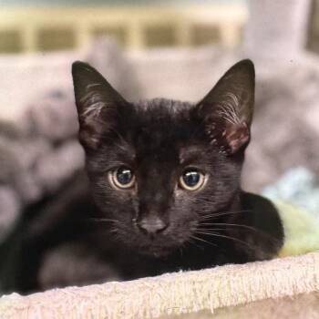 McGill -  Domestic Short Hair Cat for Adoption in Pittsford, Vermont - McGill | PetCurious