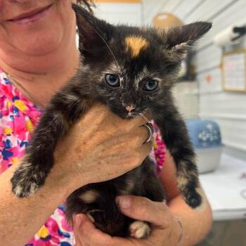 Violet -  Domestic Short Hair Cat for Adoption in Leitchfield, Kentucky - Violet | PetCurious