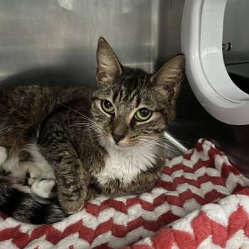 Domestic Short Hair Cats Available for Adoption - Hadley | PetCurious