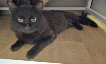 Hunter -  Domestic Medium Hair Cat for Adoption in Vancouver, Washington - Hunter | PetCurious