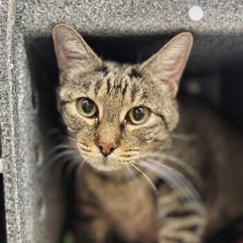 Domestic Short Hair Cats Available for Adoption - Jack | PetCurious