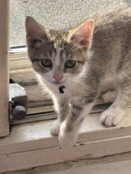Sheena -  Domestic Short Hair Cat for Adoption in Chicago, Illinois - Sheena | PetCurious