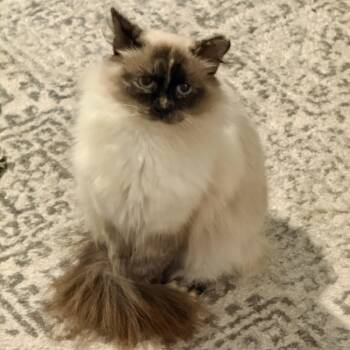 Elysian -  Domestic Long Hair Cat for Adoption in Alexandria, Virginia - Elysian | PetCurious