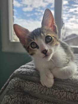 Domestic Short Hair Cats Available for Adoption in Chicago, Illinois - Dingo | PetCurious
