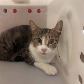 Dolly -  Domestic Short Hair Cat for Adoption in Flagstaff, Arizona - Dolly | PetCurious