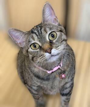 Hira -  Domestic Short Hair Cat for Adoption in Pearland, Texas - Hira | PetCurious