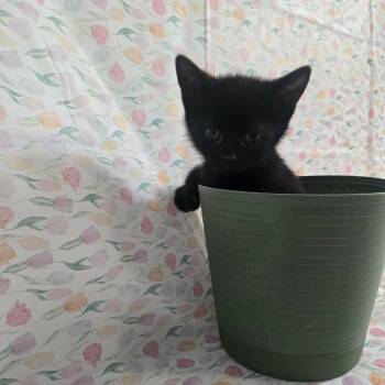 Rummy -  Domestic Short Hair Cat Available for Adoption - Rummy | PetCurious