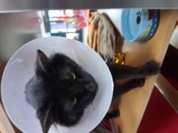 Leo -  Domestic Medium Hair Cat for Adoption in Lake Havasu City, Arizona - Leo | PetCurious