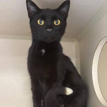 Pebbles -  Domestic Short Hair Cat for Adoption in Marshalltown, Iowa - Pebbles | PetCurious