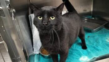 Domestic Short Hair Cats Available for Adoption in Pueblo, Colorado - POE | PetCurious