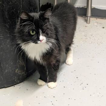 Phuzz -  Domestic Short Hair Cat for Adoption in Blair, Wisconsin - Phuzz | PetCurious
