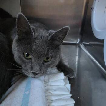 Emerald -  Domestic Short Hair Cat for Adoption in Cedaredge, Colorado - Emerald | PetCurious