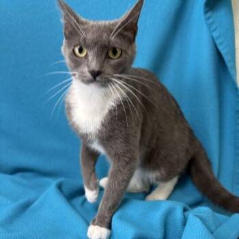 Maxie -  Domestic Short Hair Cat for Adoption in Valdosta, Georgia - Maxie | PetCurious