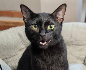 HERMIONE -  Domestic Short Hair Cat for Adoption in Omaha, Nebraska - HERMIONE | PetCurious