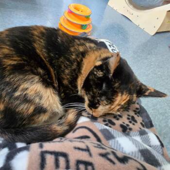 Domestic Short Hair Cats Available for Adoption in Kyle, Texas - PRINCESS OF GENOVIA | PetCurious
