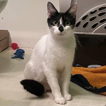 Lane -  Domestic Short Hair Cat for Adoption in Springfield, Illinois - Lane | PetCurious