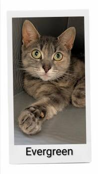 Evergreen -  Domestic Short Hair Cat for Adoption in Caistor Centre, Ontario - Evergreen | PetCurious