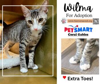 Domestic Short Hair Cats Available for Adoption in Miami, Florida - Wilma | PetCurious