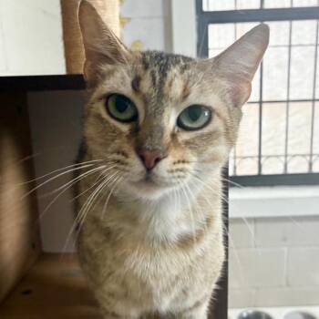 Gracie -  Domestic Short Hair Cat Available for Adoption in Laredo, Texas - Gracie | PetCurious