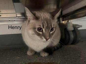 Henry III -  Domestic Short Hair and Siamese Cat for Adoption in St. George, Utah - Henry III | PetCurious
