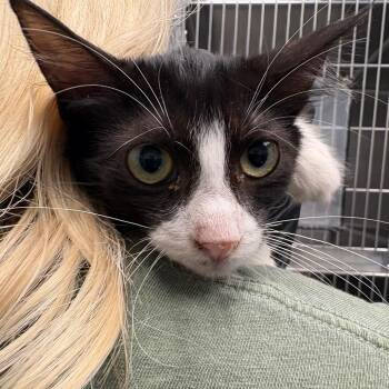 Cymbal -  Domestic Short Hair Cat for Adoption in Abilene, Texas - Cymbal | PetCurious