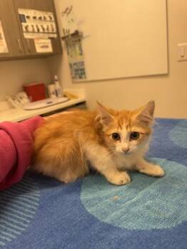 Team Brinity -  Domestic Medium Hair Cat for Adoption in Kansas City, Missouri - Team Brinity | PetCurious