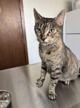 Domestic Short Hair Cats Available for Adoption in Kenosha, Wisconsin - Mama Marissa | PetCurious