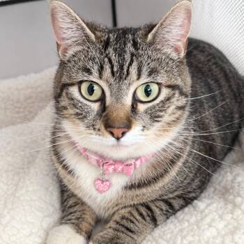 Domestic Short Hair Cats Available for Adoption in Inman, South Carolina - Molly | PetCurious
