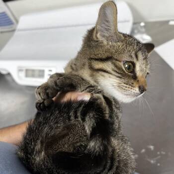 Zadie -  Domestic Short Hair Cat for Adoption in Birmingham, Alabama - Zadie | PetCurious