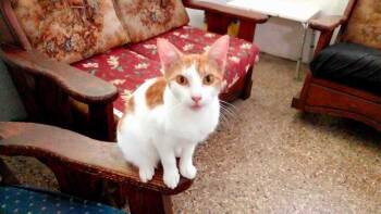 Rescue Domestic Short Hair Cats for Adoption in Naranjito, Naranjito - Heydi | PetCurious