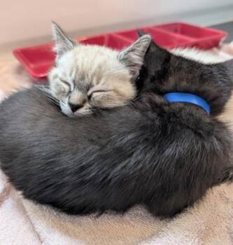 Domestic Short Hair Cats Available for Adoption in Pleasanton, California - Bowser | PetCurious