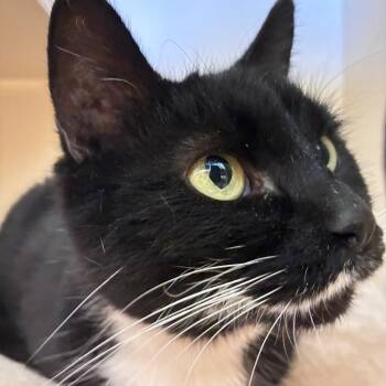 Belladonna -  Domestic Short Hair Cat for Adoption in Dayton, Ohio - Belladonna | PetCurious