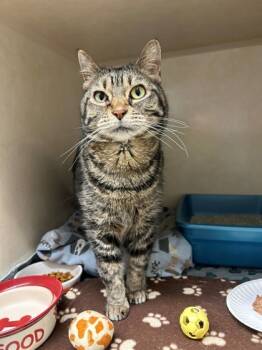 Rescue Domestic Short Hair Cats for Adoption in Hastings, Minnesota - Miss Daisy | PetCurious