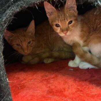 Apricot -  Domestic Short Hair Cat for Adoption in Dayton, Ohio - Apricot | PetCurious