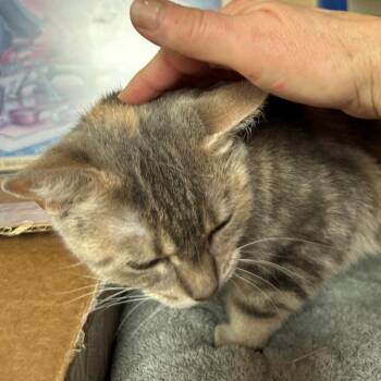 Domestic Short Hair Cats Available for Adoption - Sunshine | PetCurious