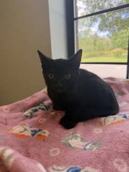 Starling -  Domestic Short Hair Cat for Adoption in Harbor Springs, Michigan - Starling | PetCurious